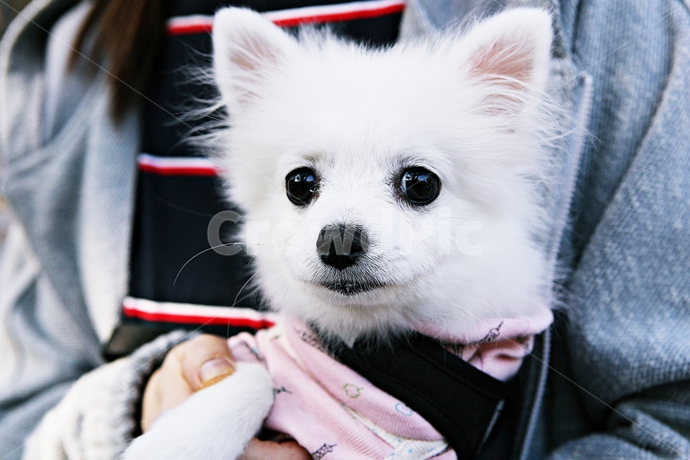 강아지,개,반려견,애완견,동물,산책,사람,동물,animal,포유류,mammal,개,강아지,dog,doggy