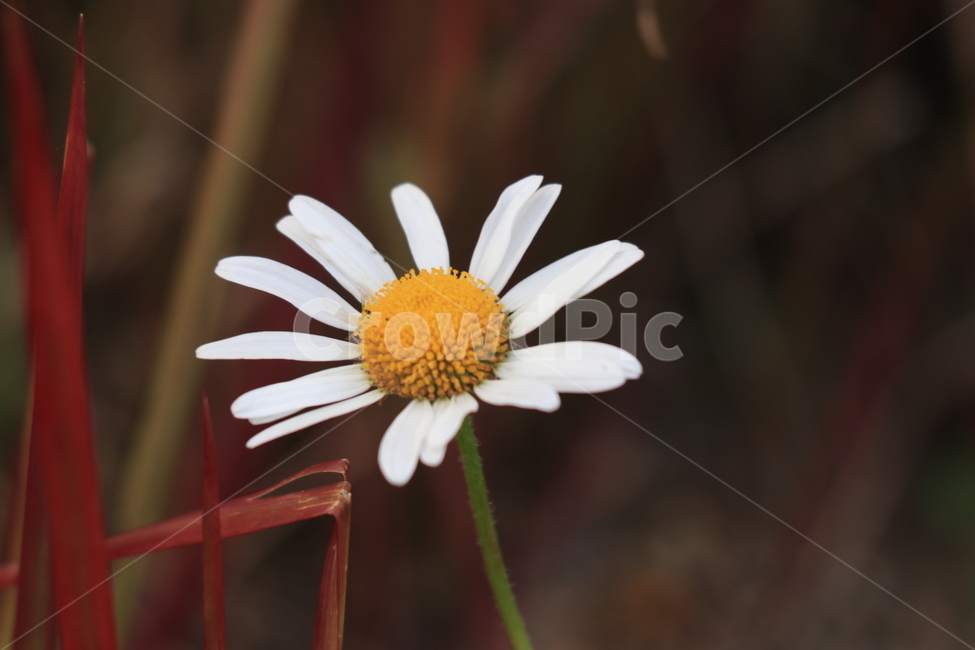 꽃,들꽃,야생화,flower,wildflower,식물,자연,plants,nature,꽃,flower