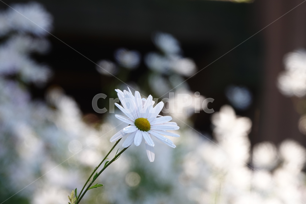 plant,식물,꽃,flower,구절초,가을,흰색,공원,식물,자연,plants,nature,꽃,flower