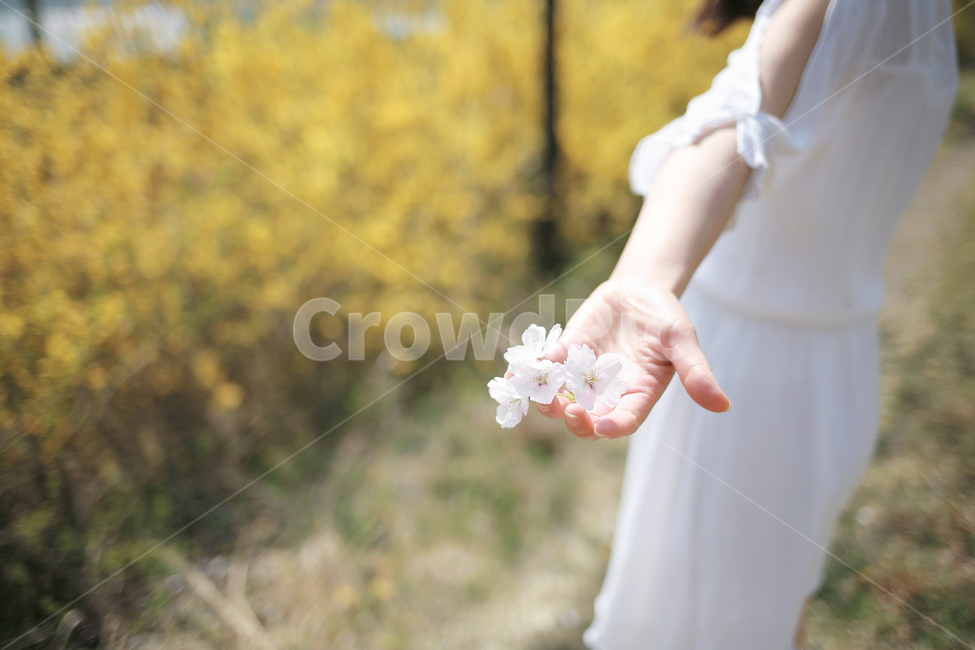 봄,봄처녀,설레임,꽃놀이,개나리,노랑,식물,자연,plants,nature,꽃,flower,사람,인물,인간,human,person,여성,여자,woman,female,lady