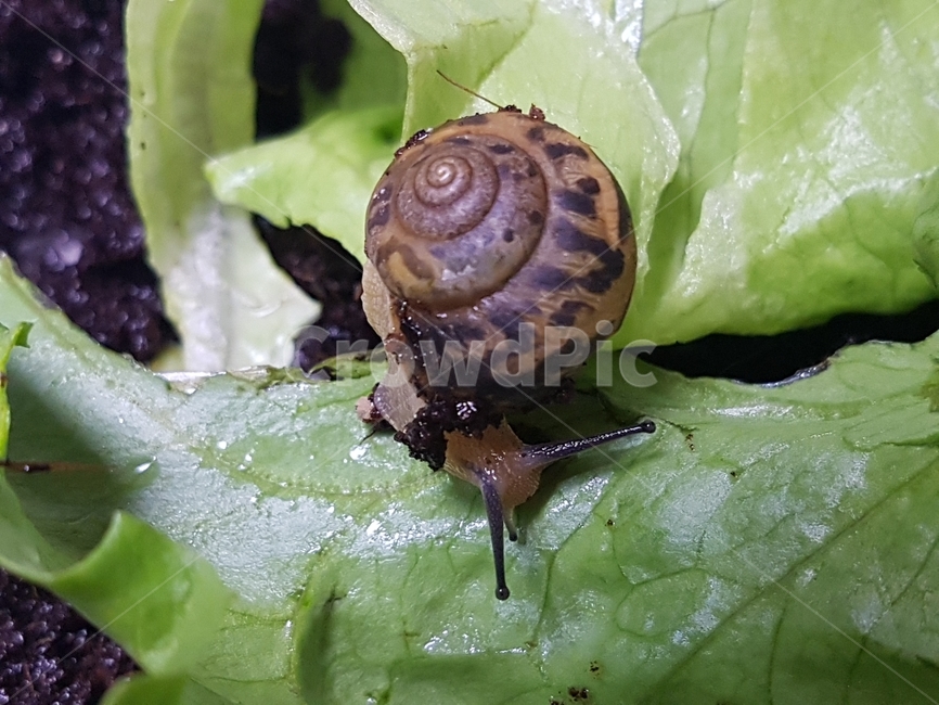 달팽이,snail,자연,명주달팽이,상추
