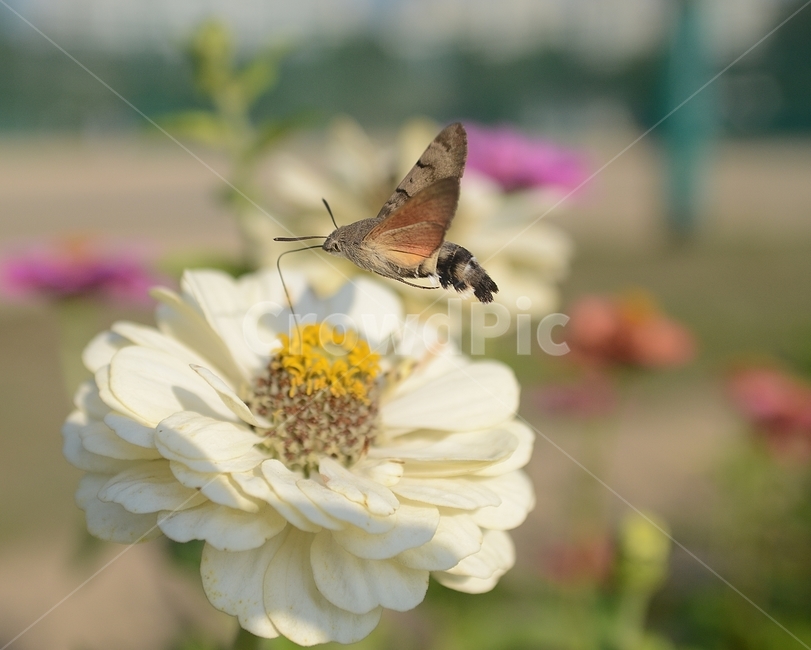 백일홍,꽃,가을,박각시나방,나방,비행,호버링,접사,곤충,flower,flying,closeup,autumn,insects,식물,자연,plants,nature,꽃,flower,동물,animal,곤충,벌레,insect,bug