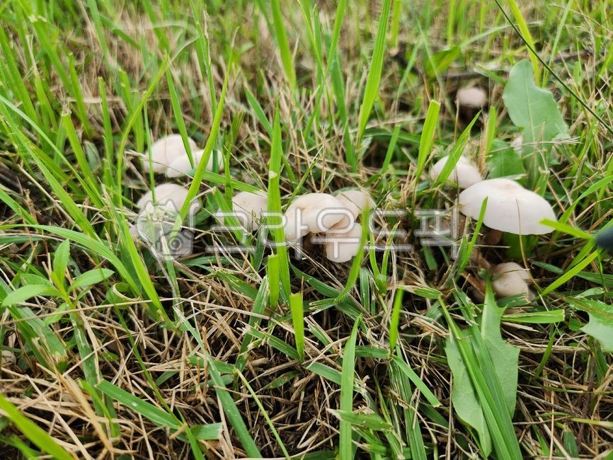 민자주방망이버섯아재비,민자주방망이,버섯,식용버섯,가지버섯