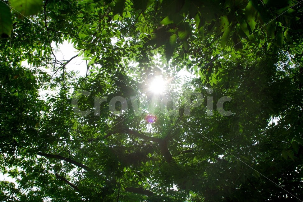 보은,원정리,느티나무,왕따나무,나뭇잎,햇빛,플레어,자연,풍경,nature,landscape,휴식,힐링,rest,relaxation,healing,light,빛,flare