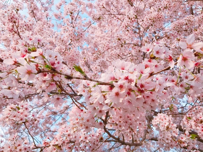 벚꽃,꽃,cherryblossom,flower,나무