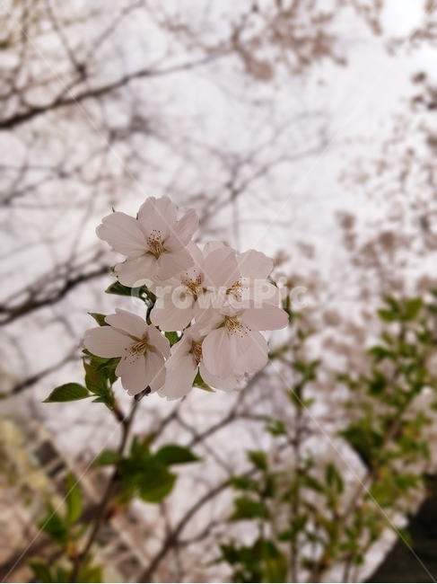 꽃,벚꽃,감성,나무,봄,식물,자연,plants,nature,꽃,flower