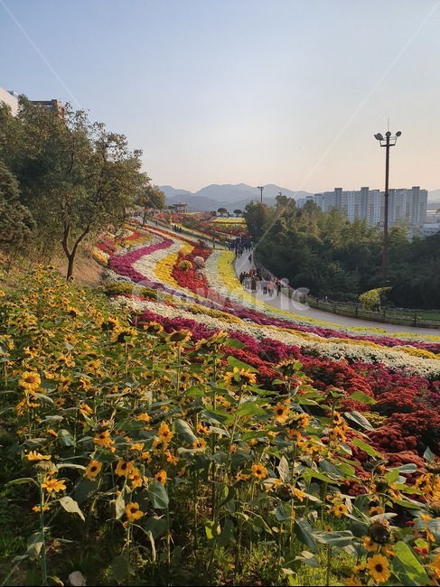 국화축제,국화꽃,가을축제,가을꽃,가을풍경,자연,풍경,nature,landscape
