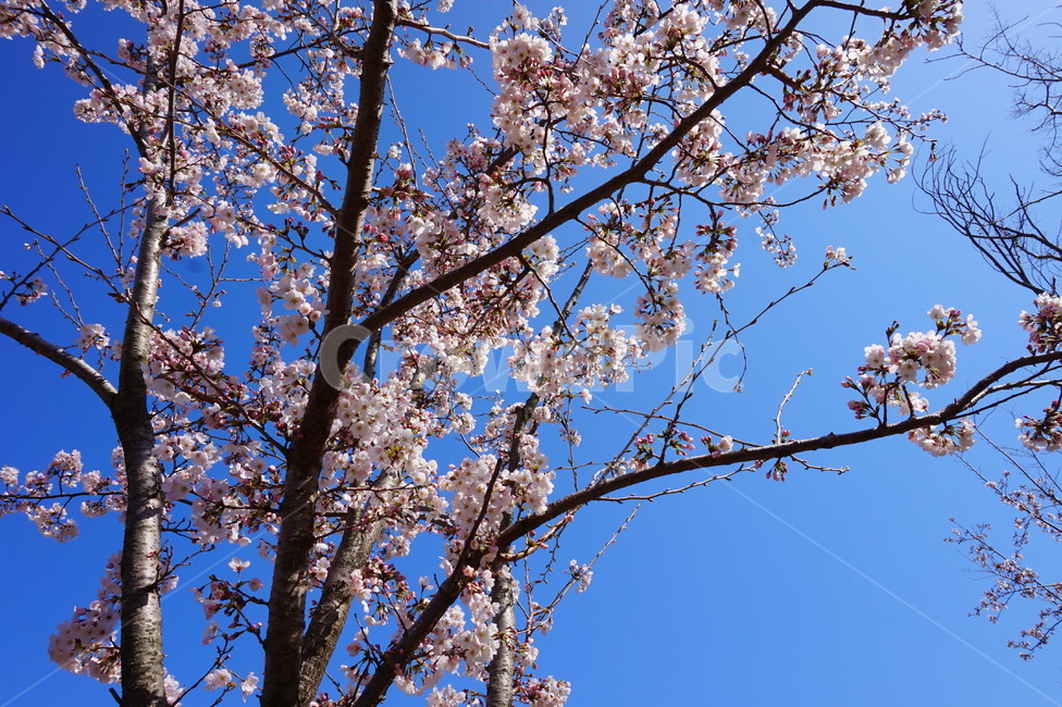 벚꽃,cherryblossom,blossom,plant,식물,꽃,flower,봄,나무