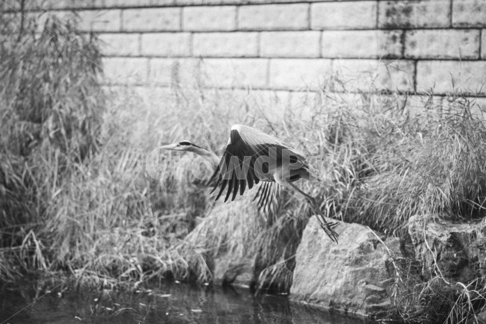 청계천,자연,동물,새,조류,도시,학,두루미,서울,동물,animal,조류,새,birds,흑백,모노톤,monochrome,black and white