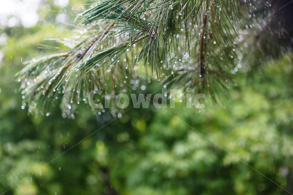 비오는날,비,숲,환경,촉촉한,식물,자연,plants,nature,비,비오는날,rain,rainy