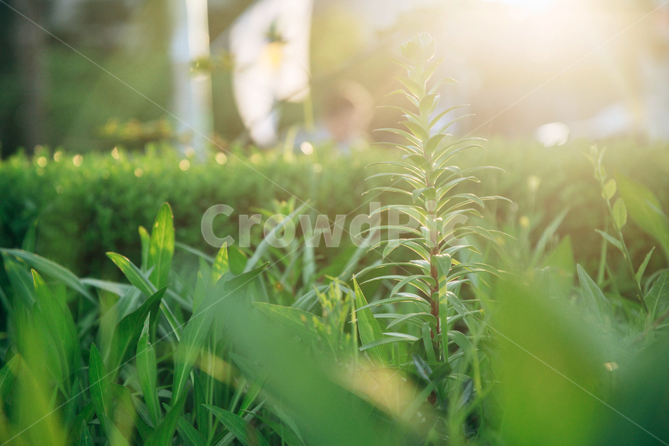 풀,풀잎,자연,빛,햇살,잎사귀,초록,감성,줄기,햇볕,green,nature,식물,자연,plants,nature,휴식,힐링,rest,relaxation,healing