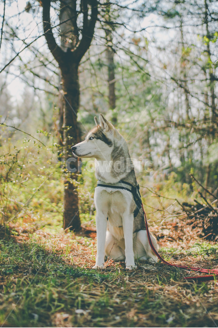 대형견,시베리안허스키,허스키,반려견,숲,봄,동물,spring,dog,siberianhusky,forest,animal,동물,animal,포유류,mammal,개,강아지,dog,doggy