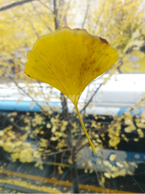 plant,식물,leaf,잎,은행잎,가을,낙엽,노란색,autumn