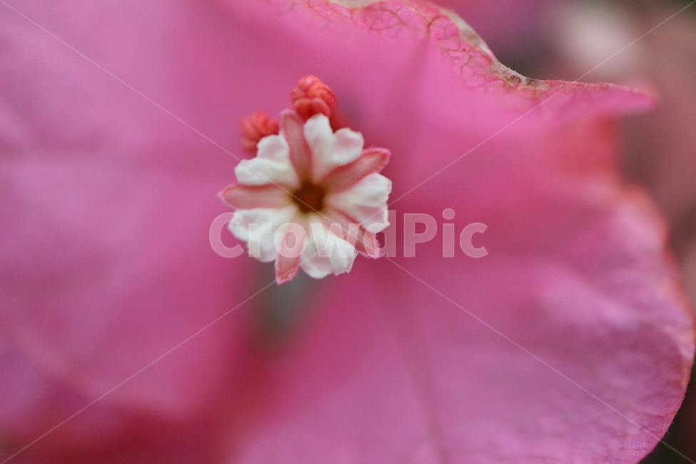 blossom,꽃,flower,plant,식물,부겐빌레아,bougainvillea,관목,부겐베리아,온실,쌍떡잎식물