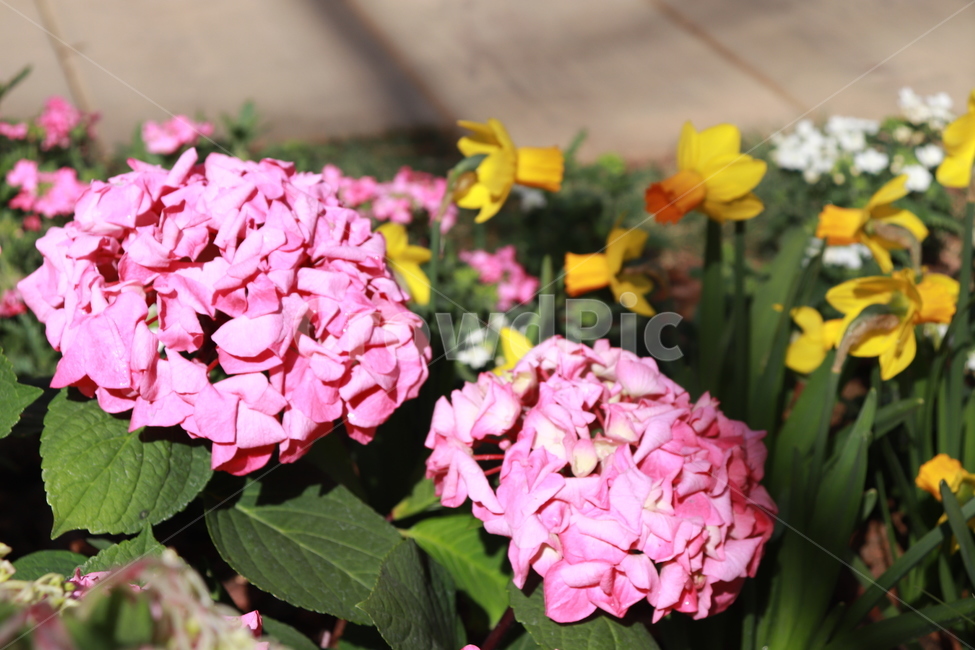 꽃,봄,자연,배경,아름다운,식물,자연,plants,nature,꽃,flower