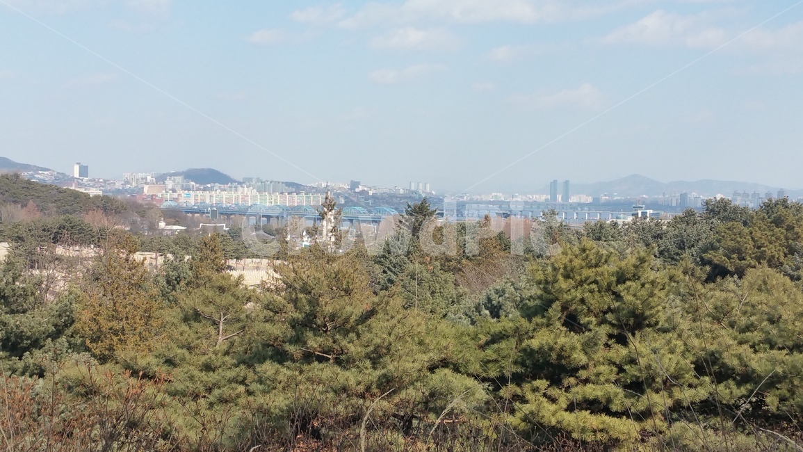 tree,가을,서울,하늘,시원한,자연,풍경,nature,landscape,나무,plant,식물,fir,전나무
