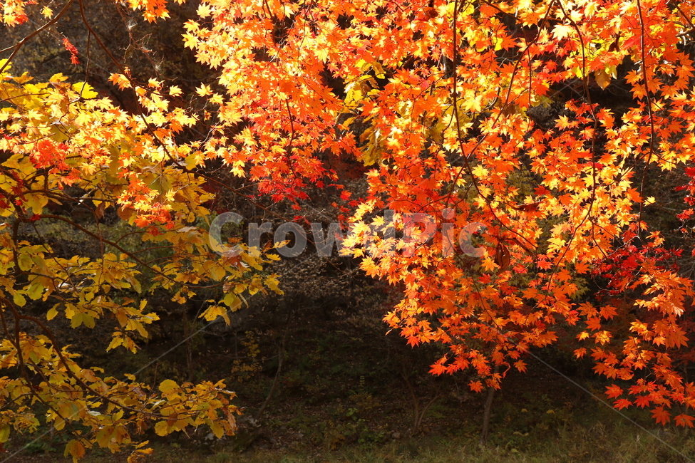 단풍나무,단풍잎,빨간색,주황색,가을단풍,가을,계절,fall,autumn,season,자연,풍경,nature,landscape,plant,식물,leaf,잎,tree,나무,maple,단풍