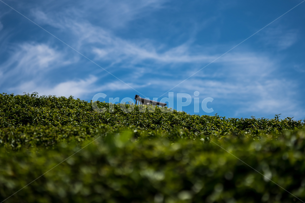 보성녹차밭,나무,힐링,감성,보성,자연,풍경,nature,landscape,outdoors,옥외,field,들,green,초록,agriculture,농업