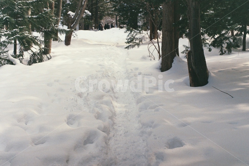 눈길,눈,겨울,발자국,필름,식물,plant,나무,tree,snowyroad,snow,winter,footprint,film,감성,겨울,계절,winter,season