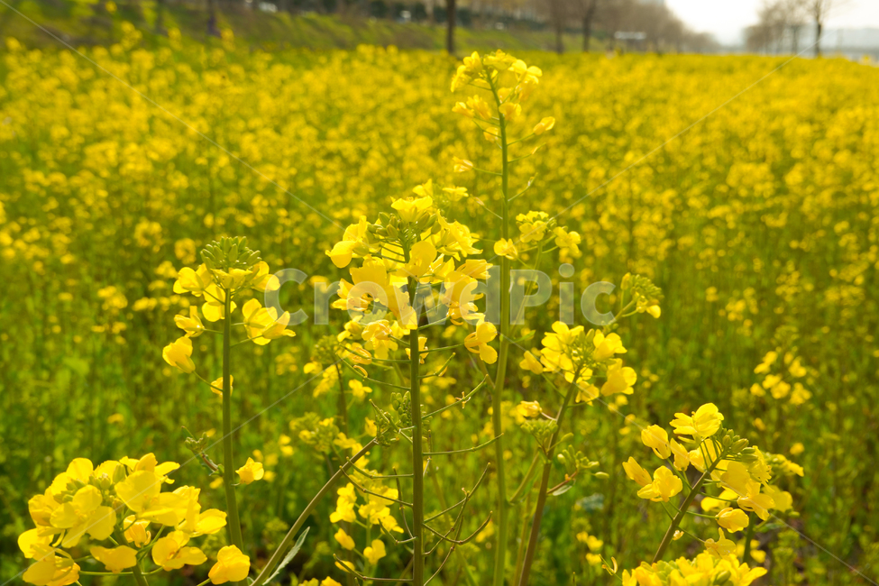 유채꽃,노란색,봄,계절,꽃,자연,식물,plants,season,spring,flower,nature