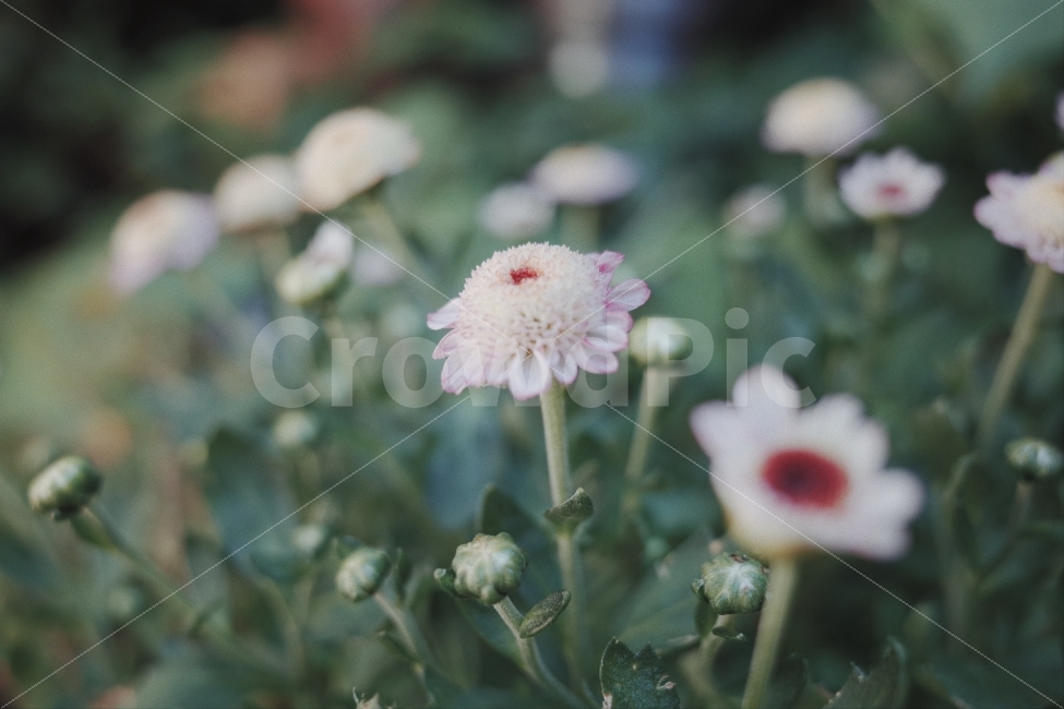 꽃,풍경,감성사진,리코gr2,ricohgr2,포근한이미지,평안,감성,식물,자연,plants,nature,꽃,flower,감성,sensible,feeling