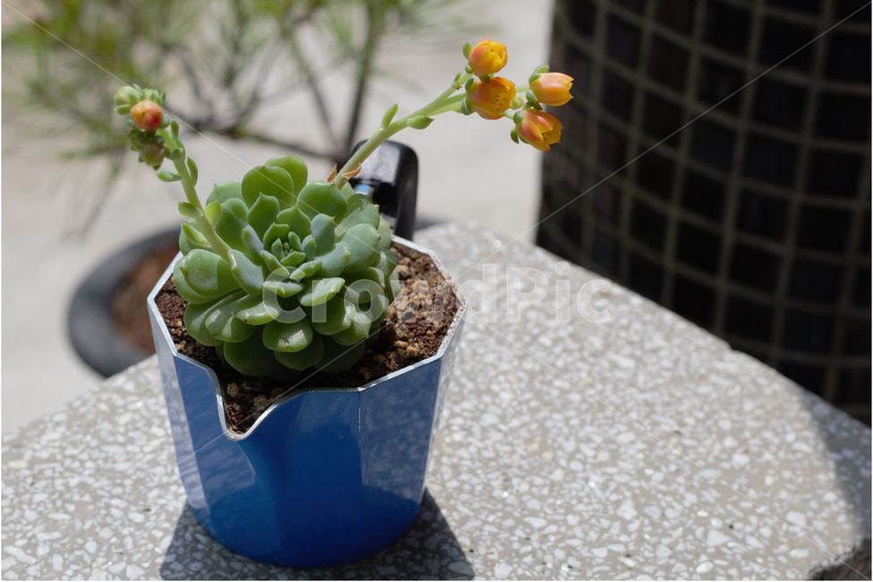다육이,꽃,커피포트,다육이꽃,아웃포커스,실내용화초,화분,화초,house plant