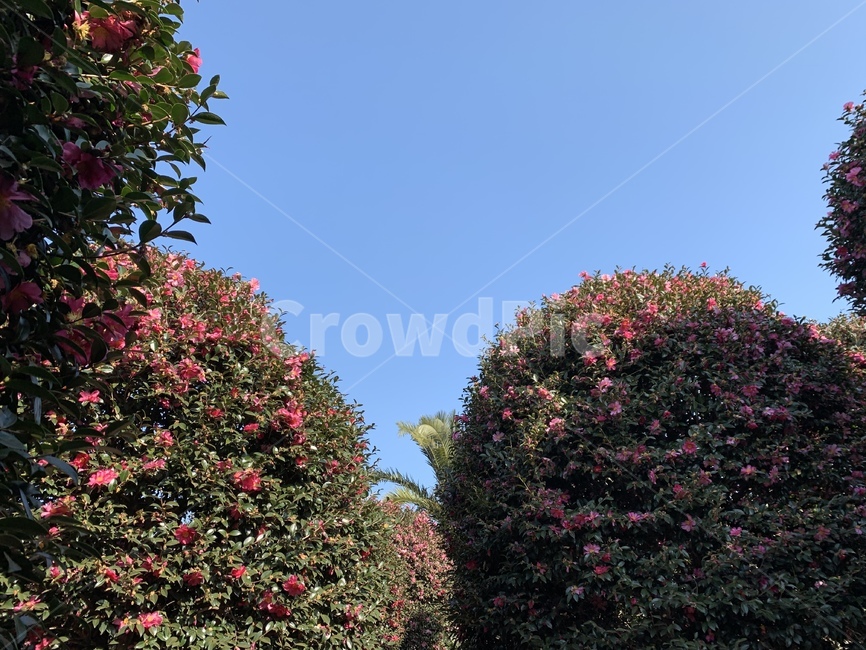 flower,꽃,blossom,동백꽃,동백,나무,식물,자연,plants,nature,꽃,flower