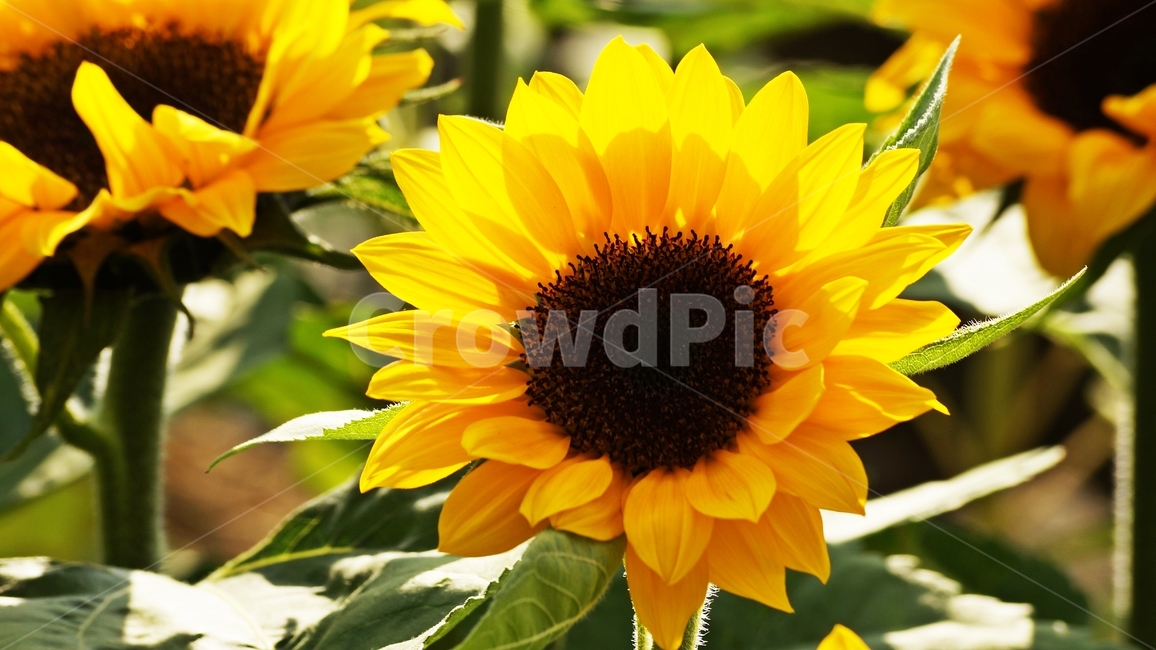해바라기,꽃축제,식물,꽃길,자연,식물,자연,plants,nature,꽃,flower