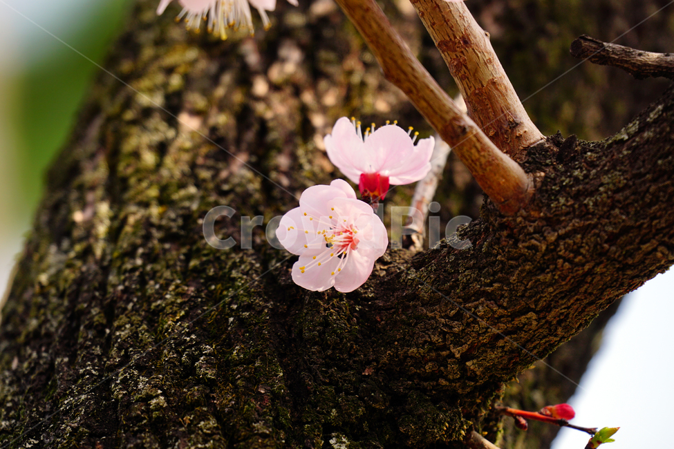살구나무꽃,봄꽃,한국자연,꽃,꽃사진,플라워,flower,봄,spring,식물,plants,자연,nature,풍경,landscape,계절,season,snap,스냅,접사,macro,closeup,클로즈업,감성사진,감성,힐링,healing,느낌,feel,feeling,꽃밭,화단,나무,나뭇가지,tree,꽃봉오리,4월,April,살구나무,봄,계절,spring,season,식물,자연,plants,nature,꽃,flower,plant