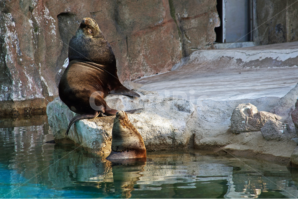 남아메리카바다사자,바다사자,오타리아,southamericansealion,서울대공원,동물원,방사장