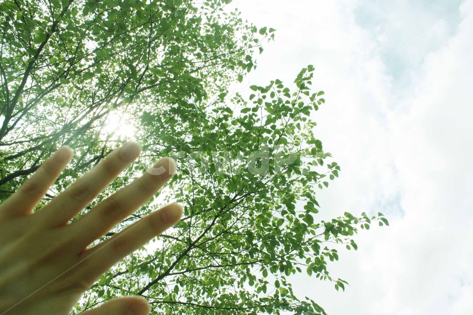손,사람,tree,나무,plant,식물,여름,햇빛,싱그러움,초록색,green,나뭇잎,하늘,파란색,하늘색