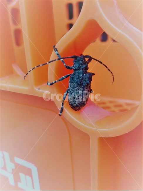 동물,곤충,더듬이,다리,하얀띠,동물,animal,곤충,벌레,insect,bug