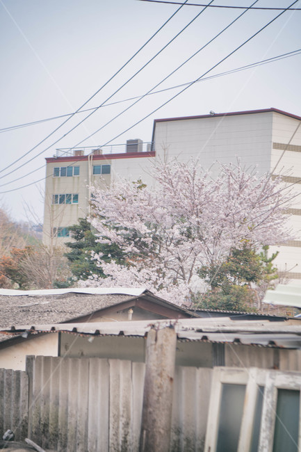 봄,계절,벚꽃,자연,풍경,봄꽃,꽃,blossom,cherryblossom,식물,plant,spring,season,nature,landscape,빌딩,건물,건축물,building,structure,도시,도심,city,urban,봄,계절,spring,season,건축물,건물외관,exterior,building,structure,architecture,construction