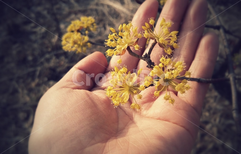 봄,계절,꽃,산수유꽃,봄꽃,감성,손,노란색,식물,손가락,사람,finger,person,인간,plant,산수유,노란꽃,꽃잎,감성사진