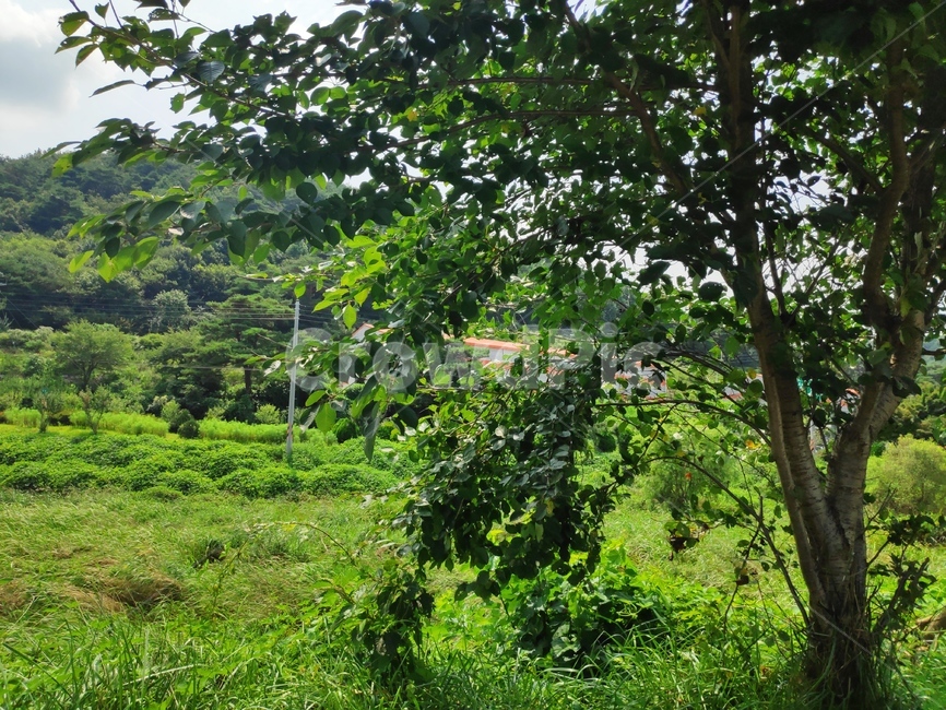 vegetation,초목,나무,plant,식물,옥외,outdoors,자연,풍경,nature,landscape