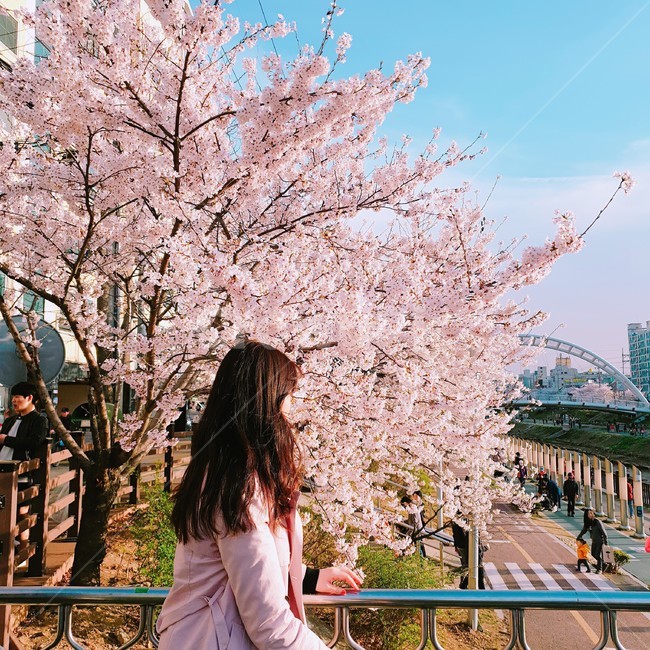 봄,벚꽃,풍경,spring,cherryblossom,pink