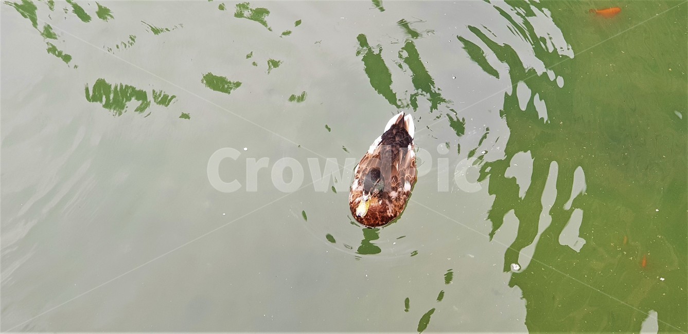 연못,오리,조류,청둥오리,헤엄,자연,pond,duck,bird,amallardduck,swimming,nature,동물,animal,조류,새,birds