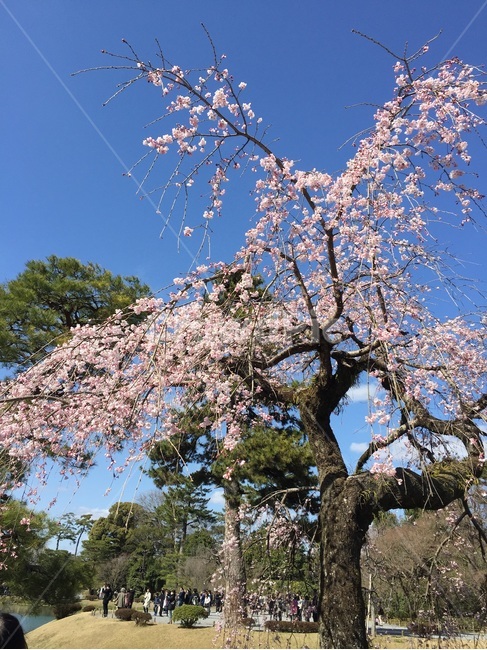 일본,사쿠라,벛꽃,桜、さくら,파란배경,봄