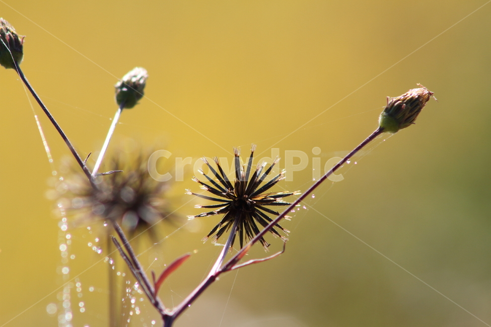 도깨비바늘,거미줄,이슬,식물,spanishneedles,식물,자연,plants,nature