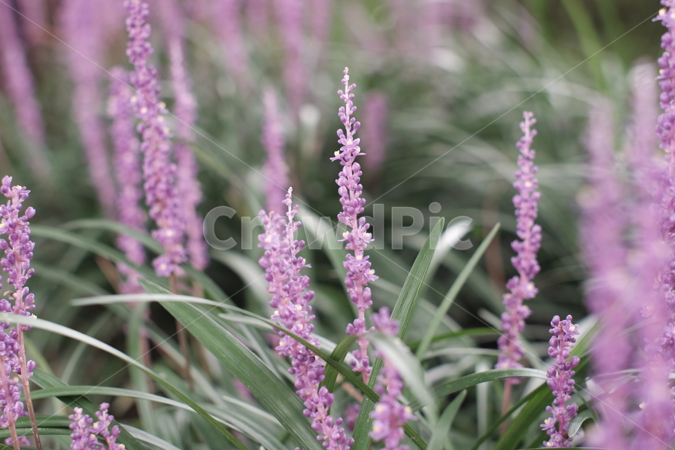 맥문동,보라색꽃,꽃,flower,여름꽃,맥문동꽃,식물,자연,plants,nature,꽃,flower