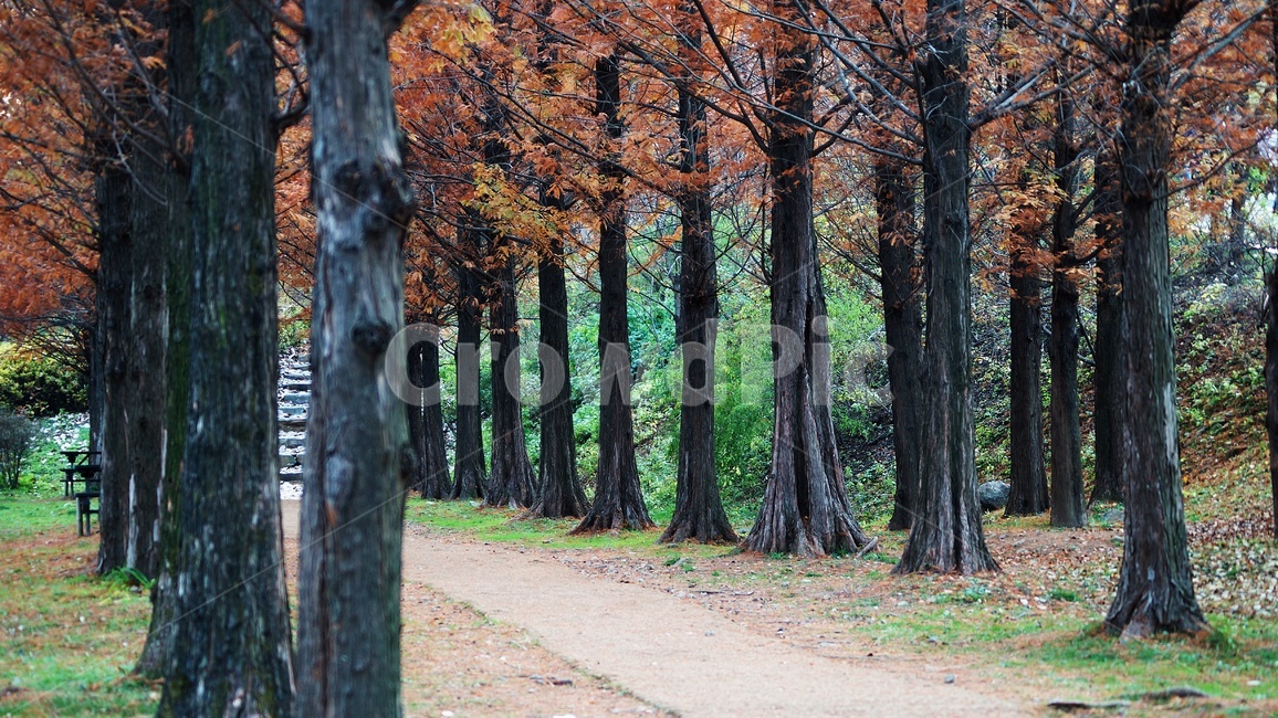 가을,나무,낙엽,식물,자연,가을,계절,fall,autumn,season,자연,풍경,nature,landscape,tree,tree trunk,나무 줄기,plant