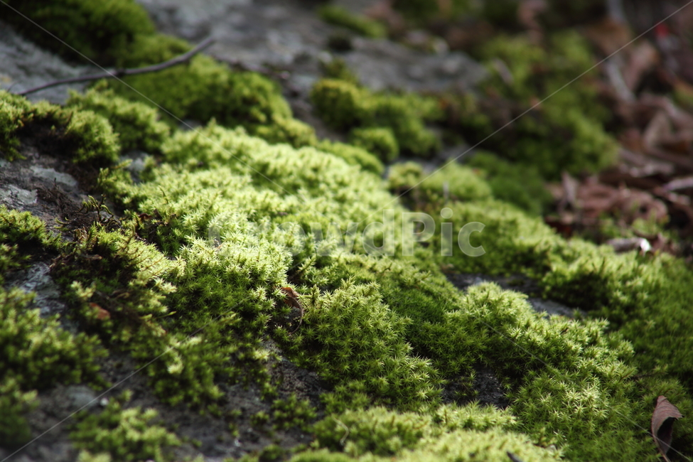초록,이끼,식물,선태식물,moss,식물,자연,plants,nature