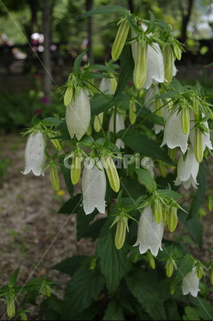 초롱꽃,초록,잎,꽃,flower,식물,plant,계절,봄,spring,식물,자연,plants,nature,꽃,flower