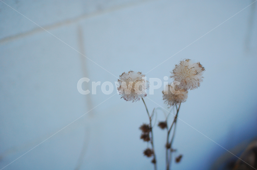 들꽃,생명,민들레,홀씨,바람,plant,식물,식물,자연,plants,nature