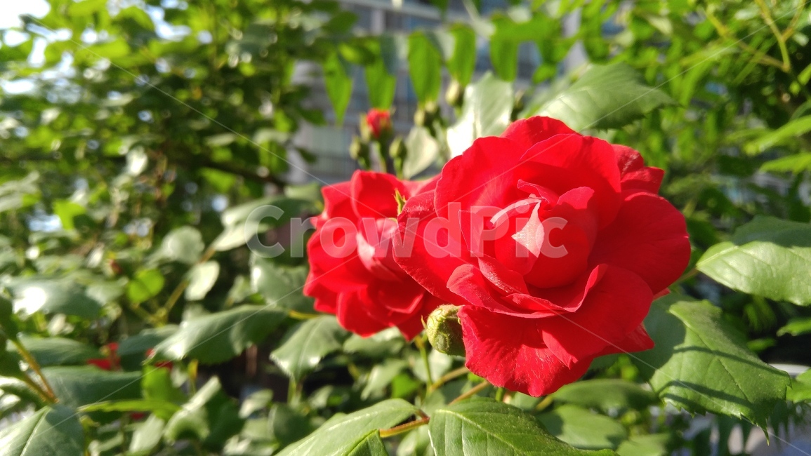 장미,장미꽃,꽃,붉은색,붉은꽃,녹색,식물,계절,배경,감성,rose,roseflower,red,flower,redflowers,green,flant,season,background,emotional