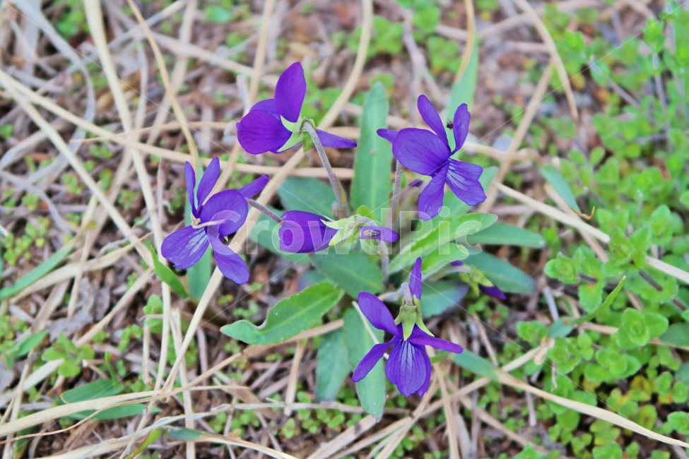 봄꽃,봄,꽃,제비꽃,보라색,purple,violet,flower,blossom