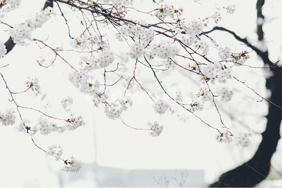 감성사진,봄,꽃,튤립,사랑,감사,봄날,봄꽃,4월,벚꽃,튤립꽃,봄,계절,spring,season,식물,자연,plants,nature,꽃,flower,감성,sensible,feeling,plant,blossom,cherry blossom
