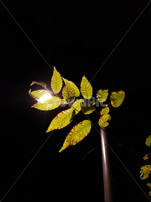 plant,식물,leaf,잎,공원,식물,자연,plants,nature