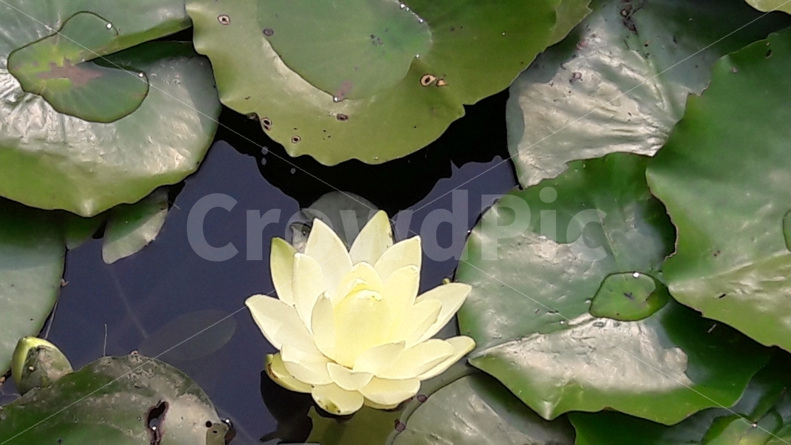 연꽃,연잎,물,봉우리,조화,식물,자연,plants,nature,꽃,flower