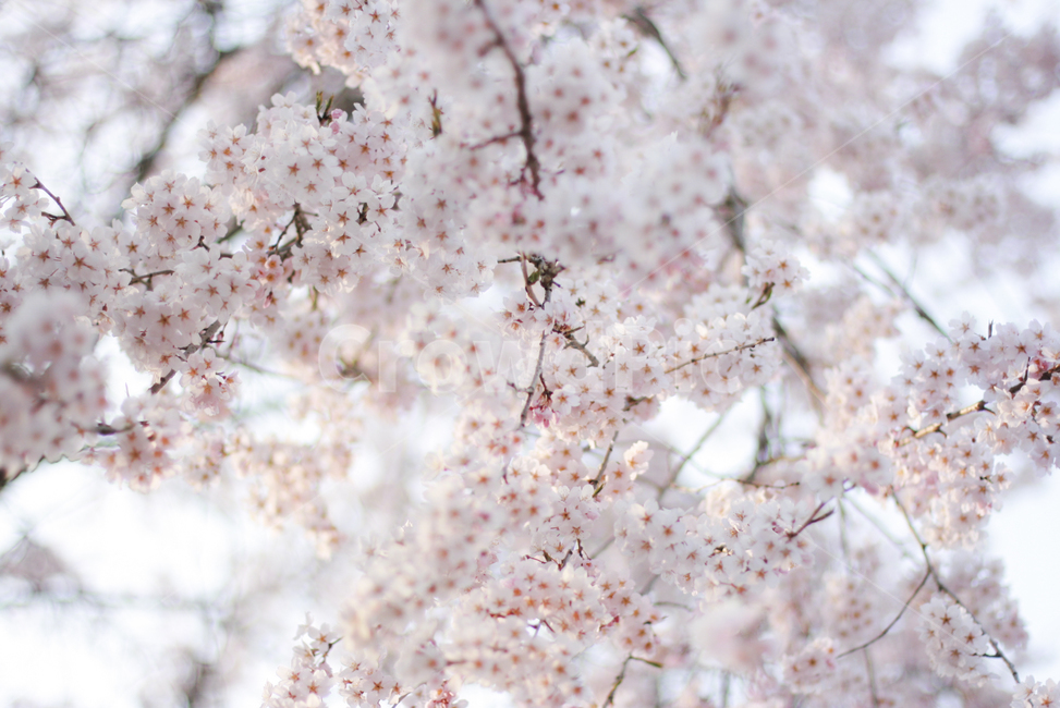 벚꽃,봄꽃,꽃,식물,봄,spring,flower,배경,봄날,핑크,flowers,꽃송이,배경이미지,아름다운,사월,벚꽃나무,자연,plant,봄,계절,spring,season,blossom